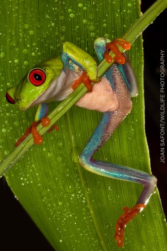 Equilibrista en apuros