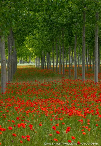 Colores complementarios