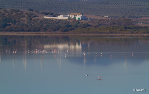 Flamencos en Fuente de Piedra (Málaga)