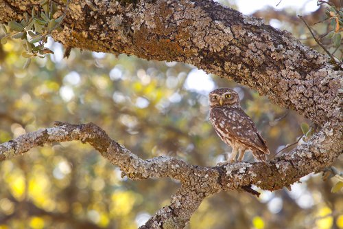 Territorio bajo vigilancia