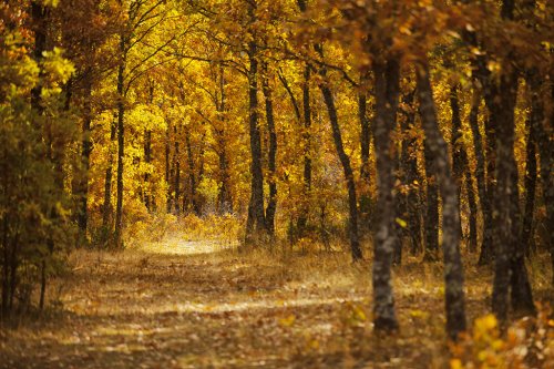 Donde nacen los poemas