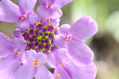 Comienza el espectáculo