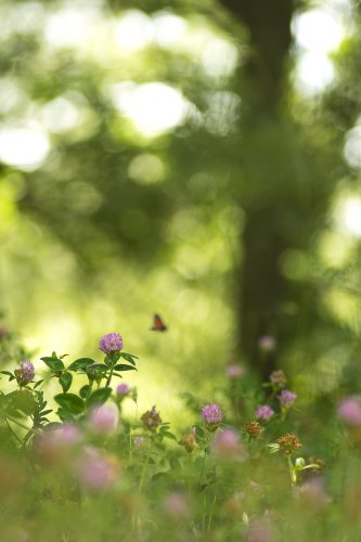 Momentos de elevación