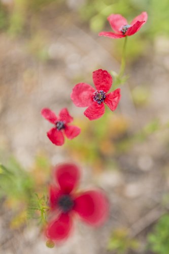 Estampida de amapolas