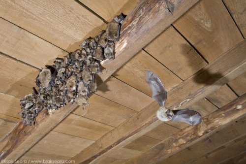 Colonia de murciélagos