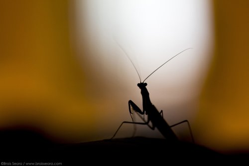 Mantis en la noche