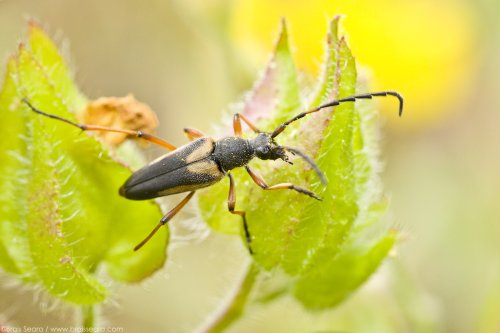Stictoleptura stragulata