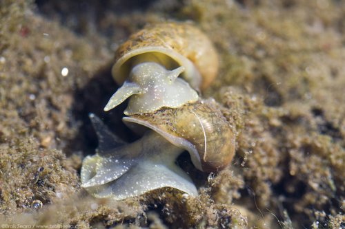 Caracol acuatico