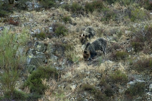 Oso pardo cantábrico