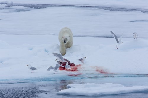 escenas en la banquisa