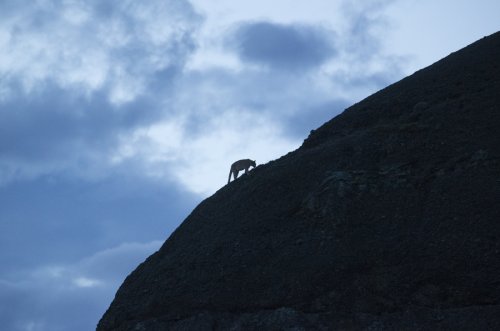 puma al anochecer