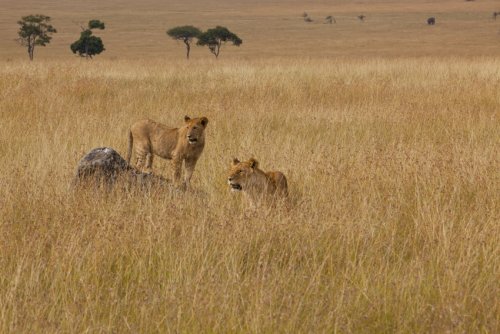 los amos de la sabana