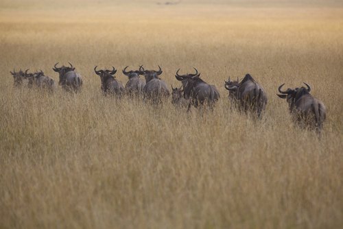 en busca de nuevos pastos
