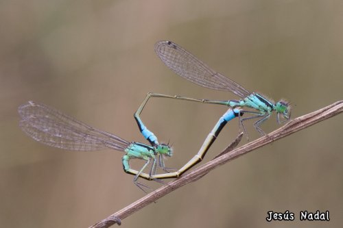 Copula de Ischnura graellsii. Con hembra andromorfa o tipo A.