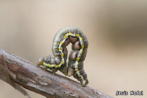 Oruga de geométrido.