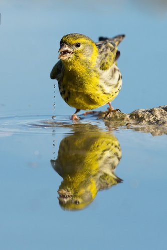 Verdecillo- Serinus serinus.