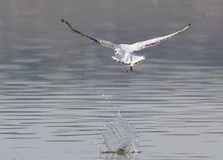  Gaviota reidora -Larus ridibundus 