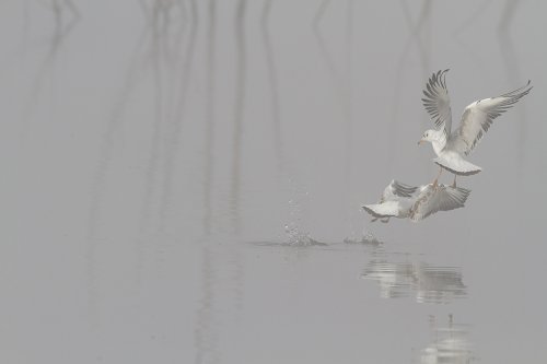 Escaramuza en la niebla