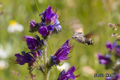 Macroglossum stellatarum