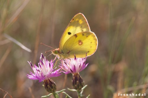 Colias alfacariensis