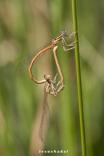 Copula de Platycnemis acutipennis