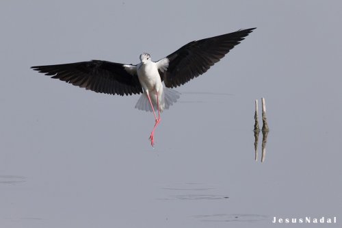 El Angel de la laguna