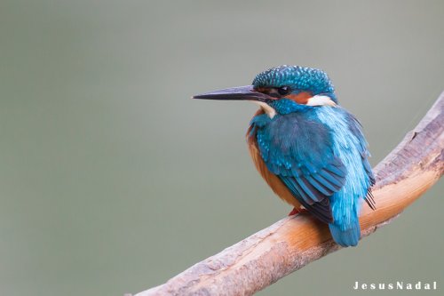 Martin pescador (Alcedo atthis)