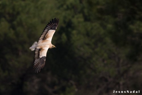 Alimoche común (Neophron percnopterus)