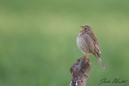Triguero .Miliaria calandra.