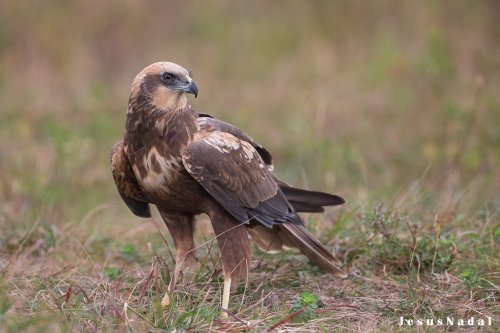 Aguilucho lagunero .Circus aeruginosus