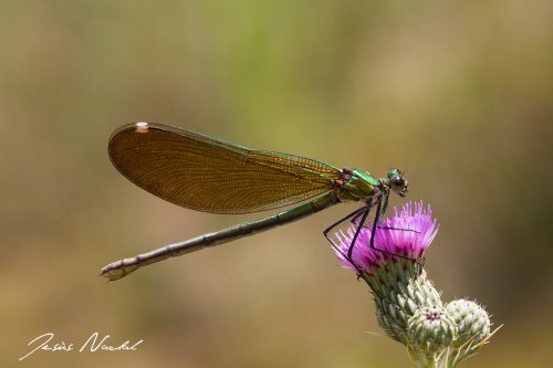 Calopteryx virgo
