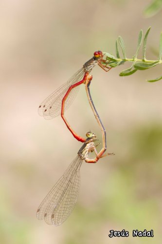 Copula de Ceriagrion tenellum