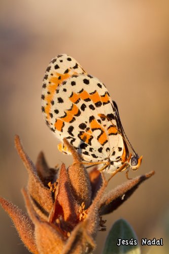 Melitaea didyma, Doncella Tímida.