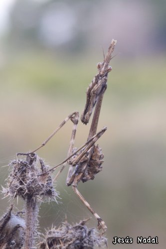 Empusa penatta