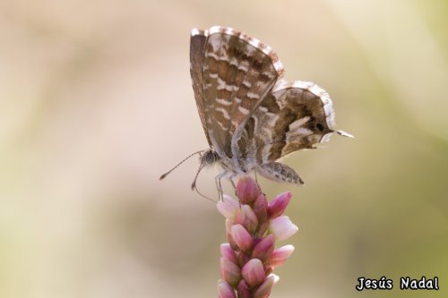 Cacyreus marshalli , libando sobre Polygonum persicaria