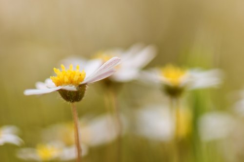 Bellium artrutxensis