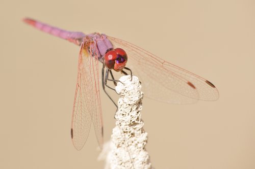 Retrato de Trithemis