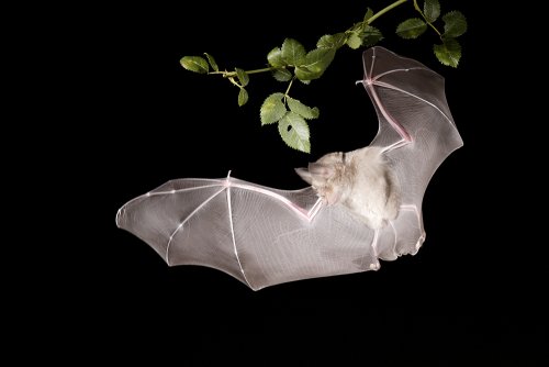 Murciélago de Herradura