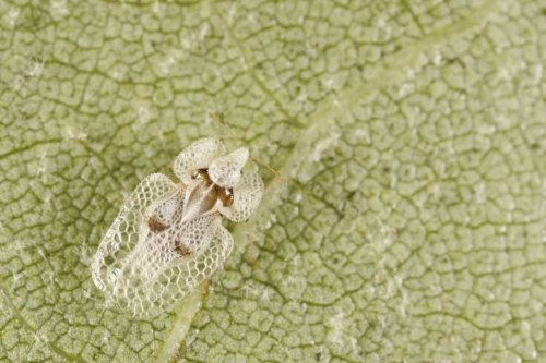 Chinche del plátano