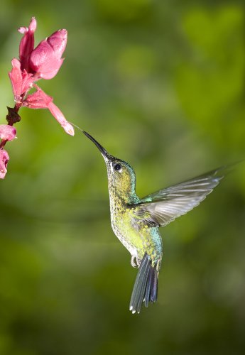 Colibrí I