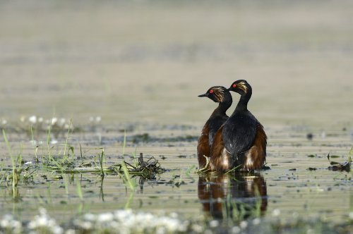 Zampullines cuellinegros