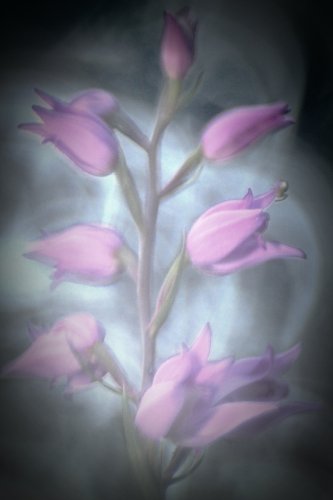 Sueños primaverales