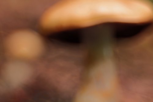 Lo que el bosque nos esconde...