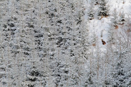 El descanso del príncipe