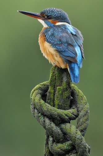 ALCEDO ATTHIS