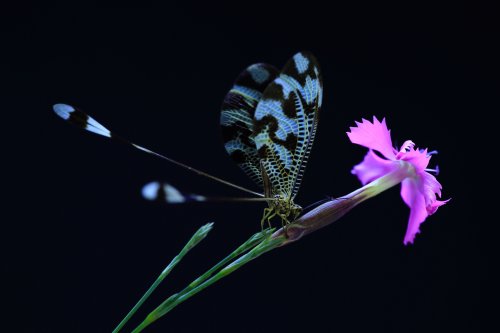 El duende y el clavel.