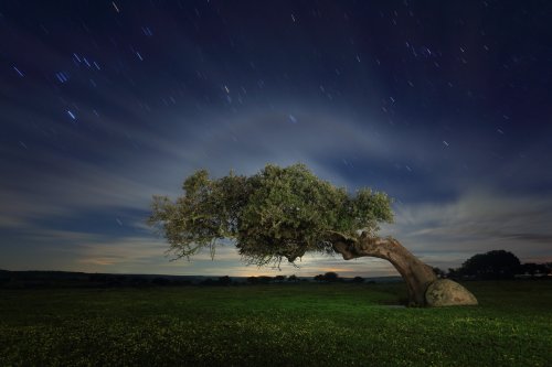 La encina en la noche