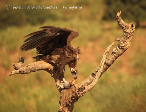 La hora de la comida.