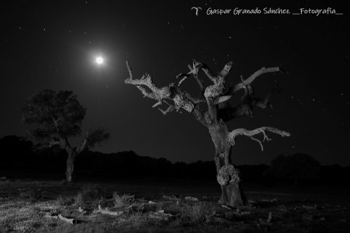 Diálogos con la luna