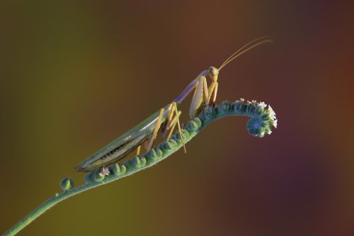 Mantis sobre una verruguera.